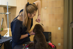 Why Pet Grooming Matters Daily