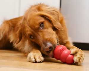 Pet Toys That Keep Pets Active